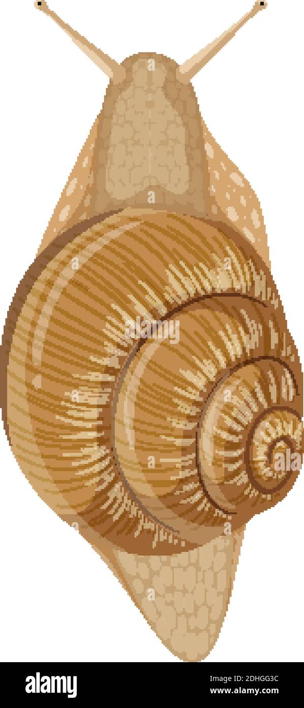Isolated snail on white background illustration Stock Vector Image ...