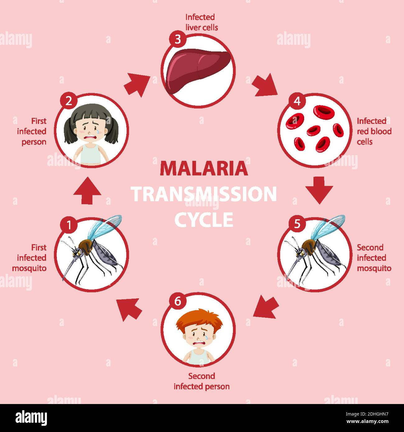 Malaria transmission cycle and symptom information infographic