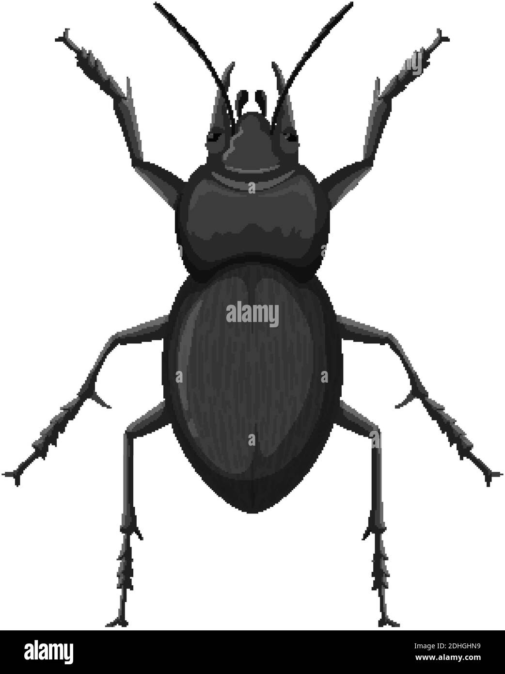 Carabidae isolated on white background illustration Stock Vector