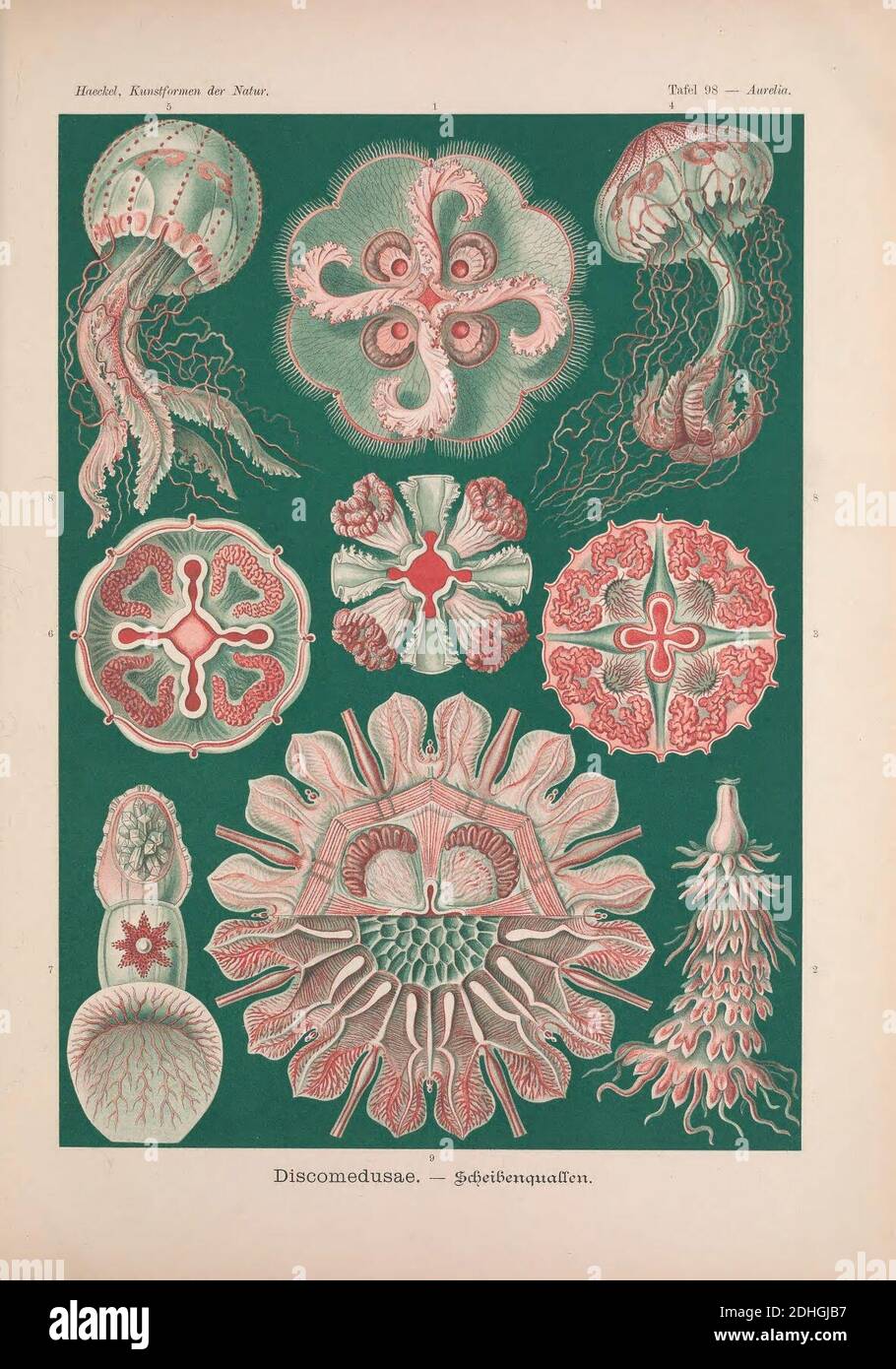 Kunstformen der Natur (Tafel 98 Stock Photo Alamy