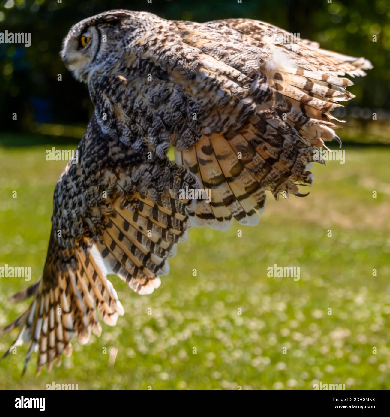 Beautiful horned owl flying. Green tree branches and grass is in the background. This grey and yellow bird is flapping its wings Stock Photo