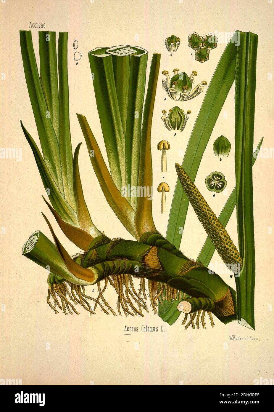 Köhler's Medizinal-Pflanzen in naturgetreuen Abbildungen mit kurz erläuterndem Texte (Plate 17) Stock Photo