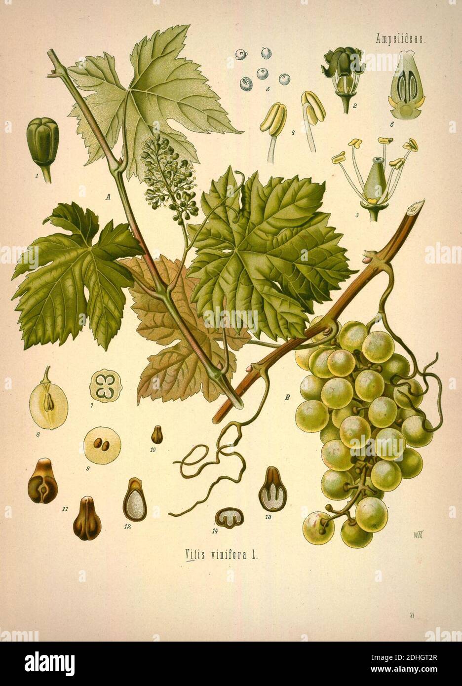 Köhler's Medizinal-Pflanzen in naturgetreuen Abbildungen mit kurz erläuterndem Texte (Plate 51) Stock Photo