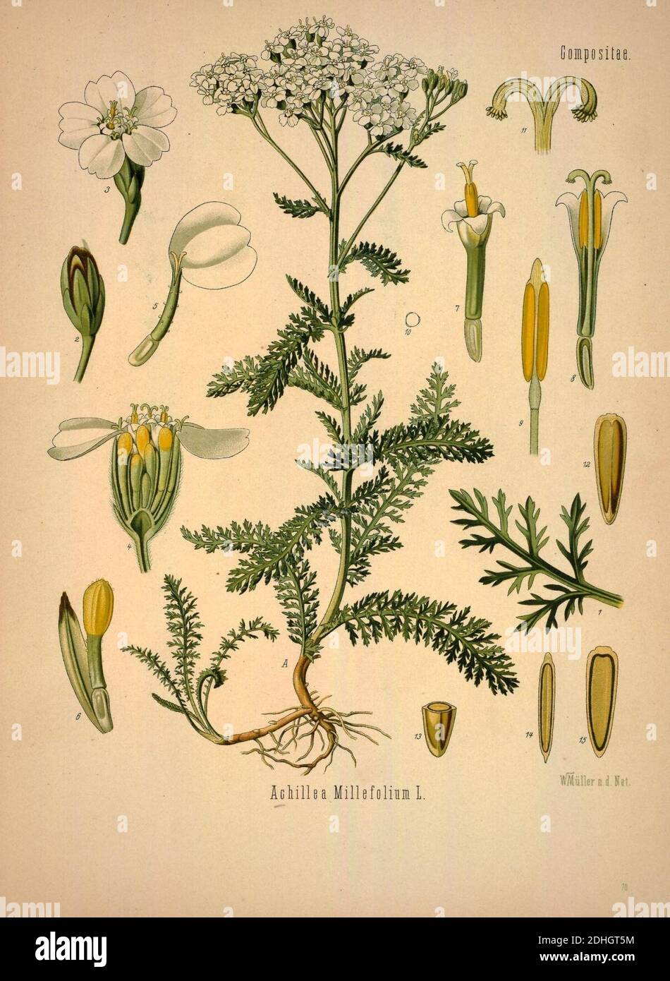 Köhler's Medizinal-Pflanzen in naturgetreuen Abbildungen mit kurz  erläuterndem Texte (Plate 70) (6972252748 Stock Photo - Alamy
