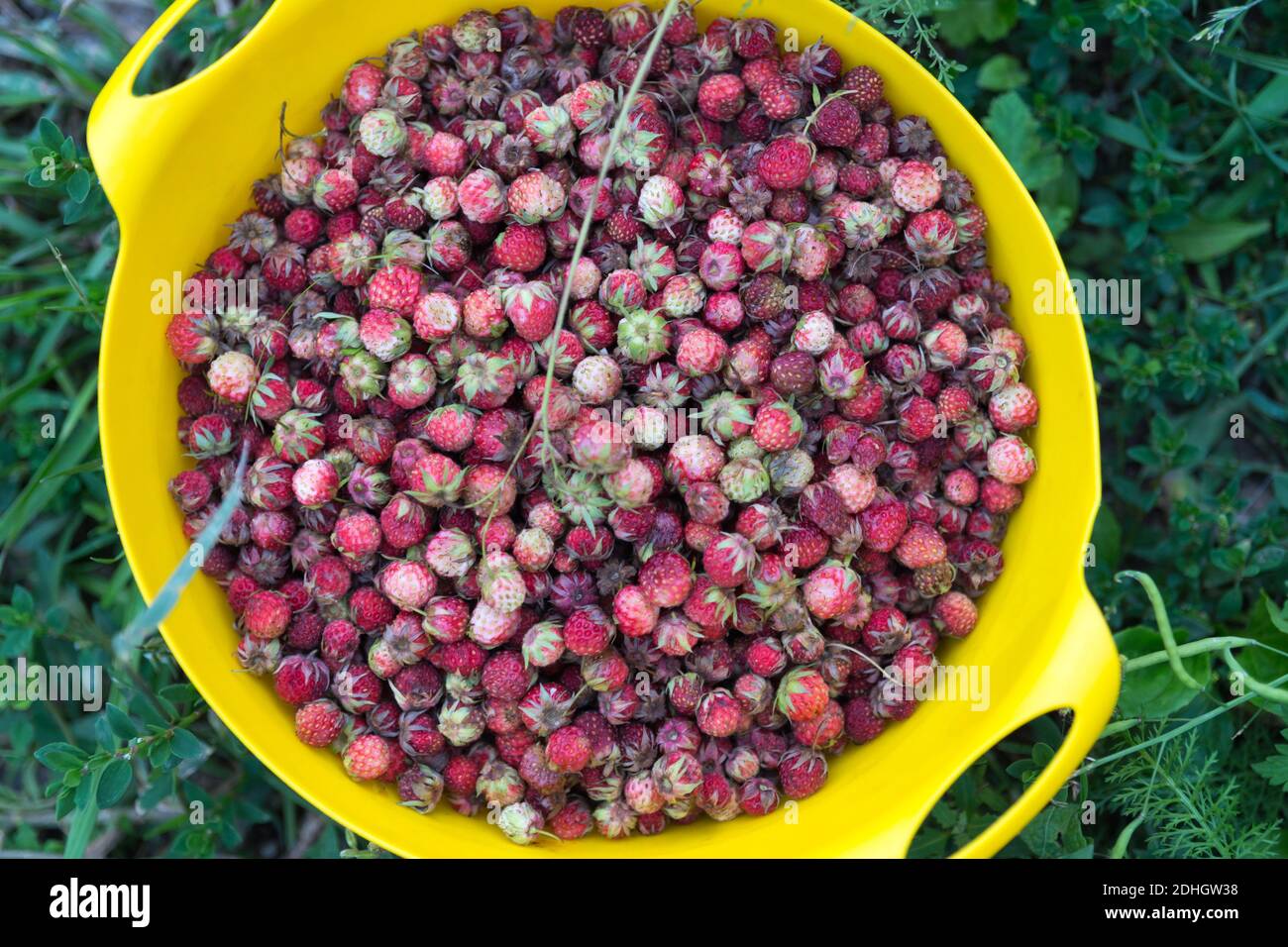 Forest wild strawberries torn in a yellow plate, which stands on the ...