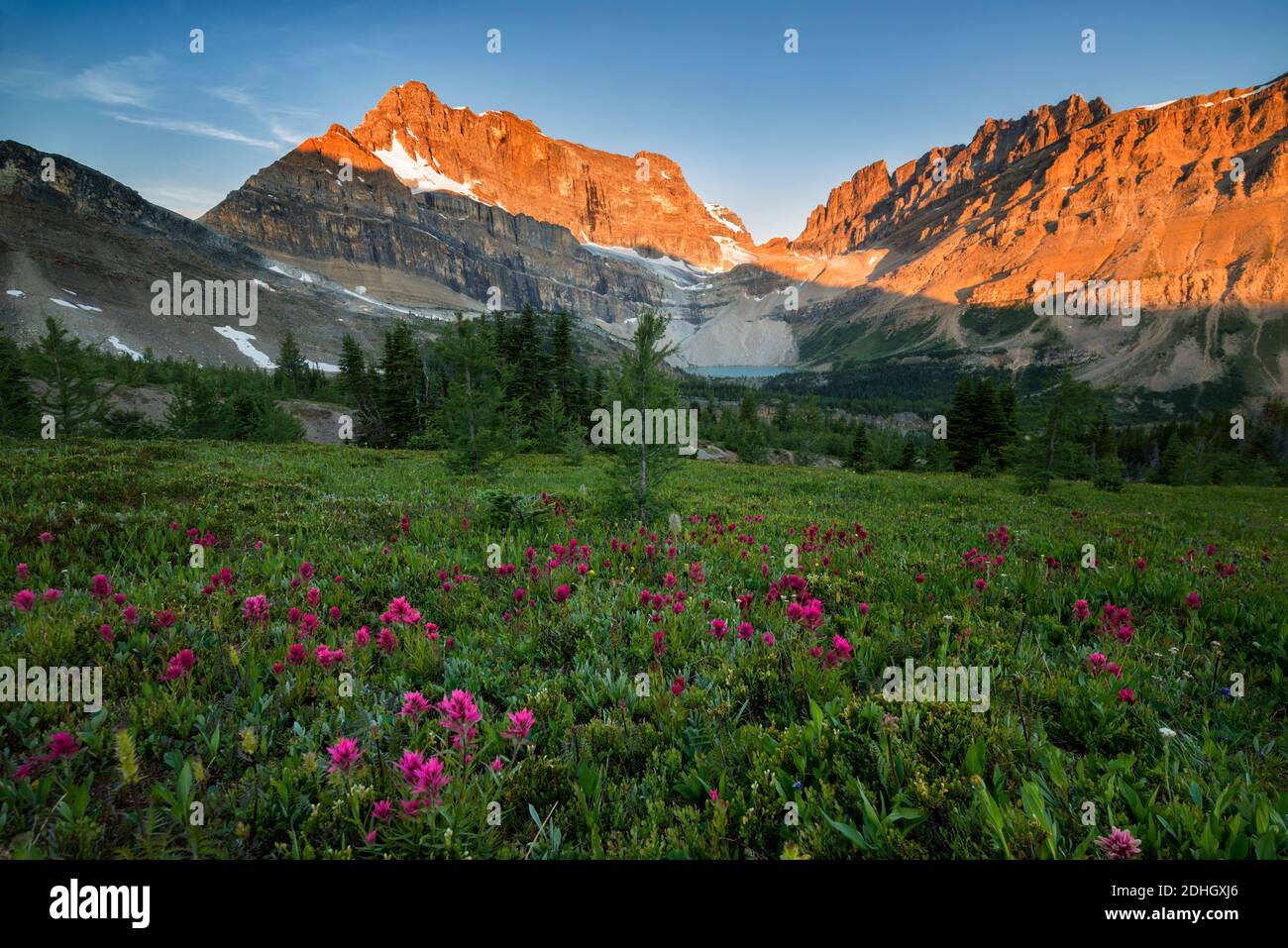 Wildflowers Blooming by the Skoki Route Trail in Summer Stock Photo