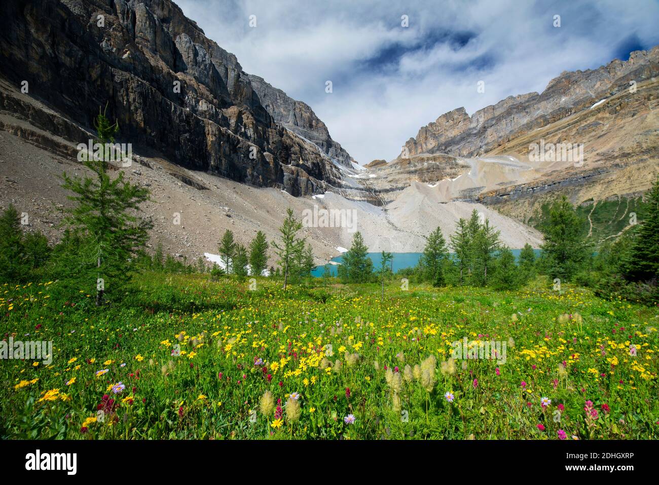 Wildflowers Blooming by the Skoki Mountain Approach Trail in Summer Stock Photo
