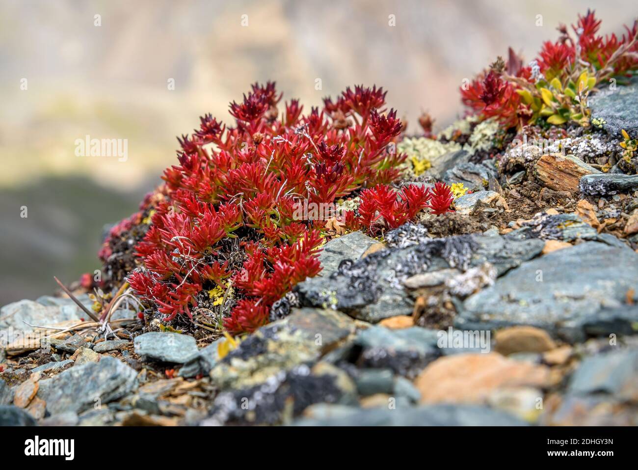 Beautiful floral background with red exotic flowers rhodiola (Rhodiola quadrifida) close-up on stones high in the mountains Stock Photo