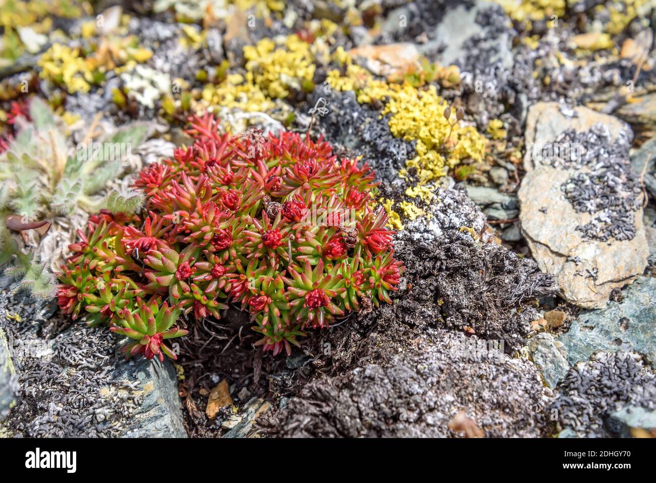 Beautiful floral background with red exotic flowers rhodiola (Rhodiola quadrifida) close-up on stones high in the mountains Stock Photo