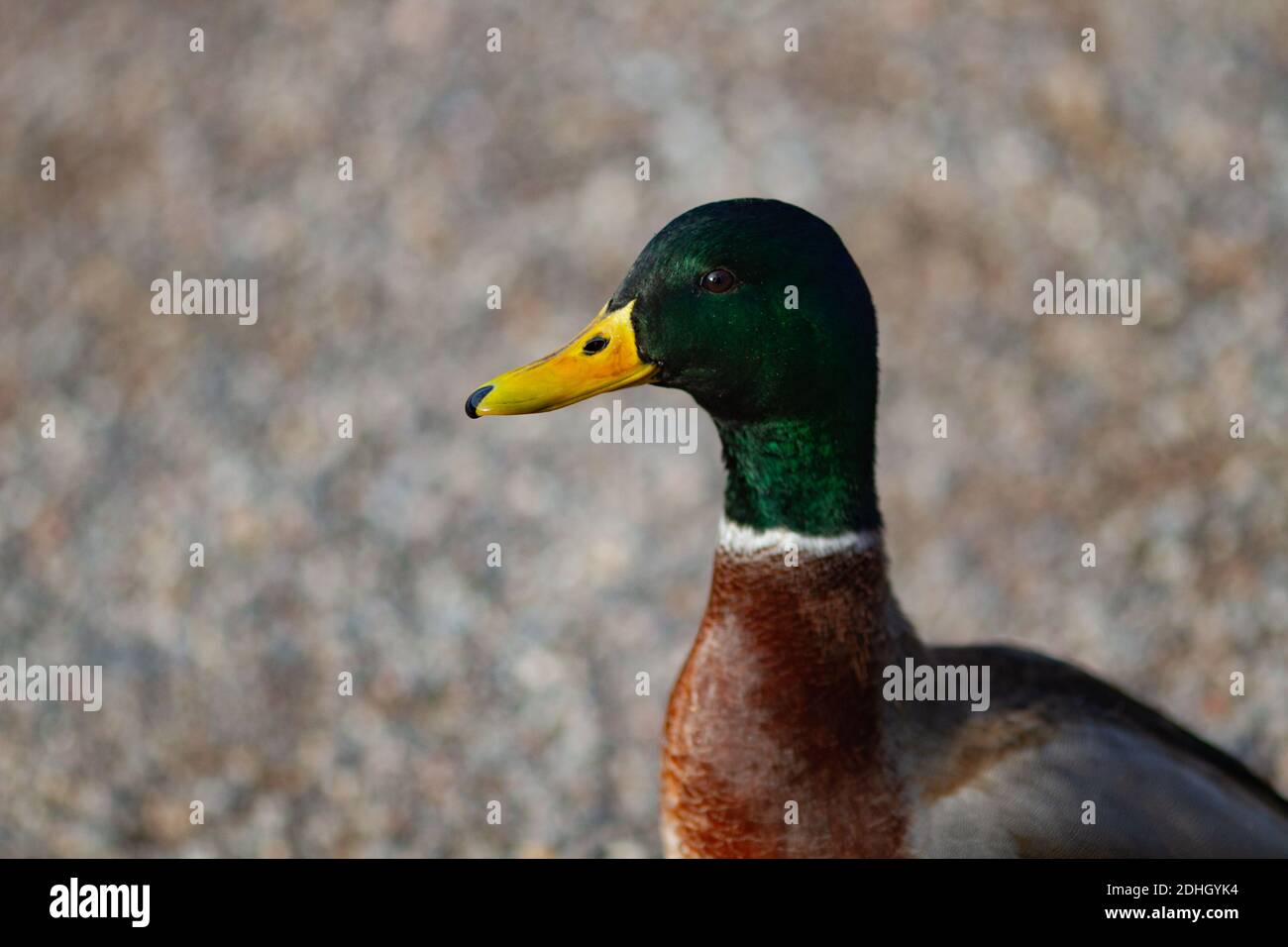 Close up portrait of beautiful mallard duck in it's natural enviroment Stock Photo