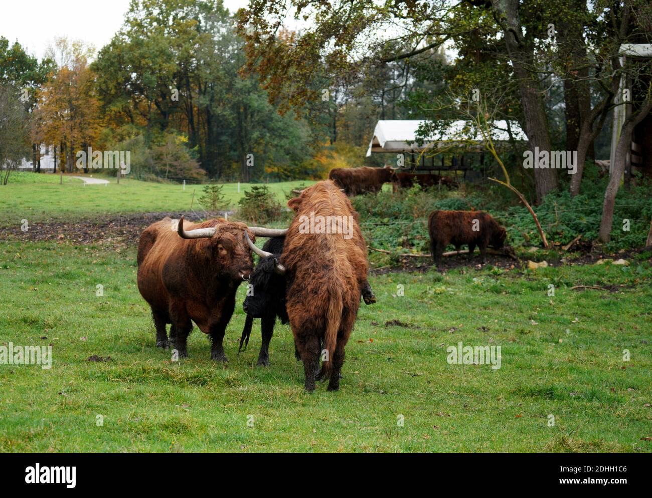 Bulls field barn agriculture hi-res stock photography and images - Alamy