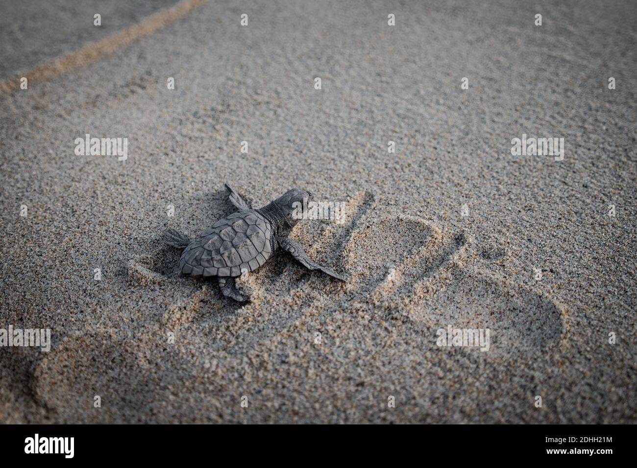 Baby turtle release Stock Photo Alamy