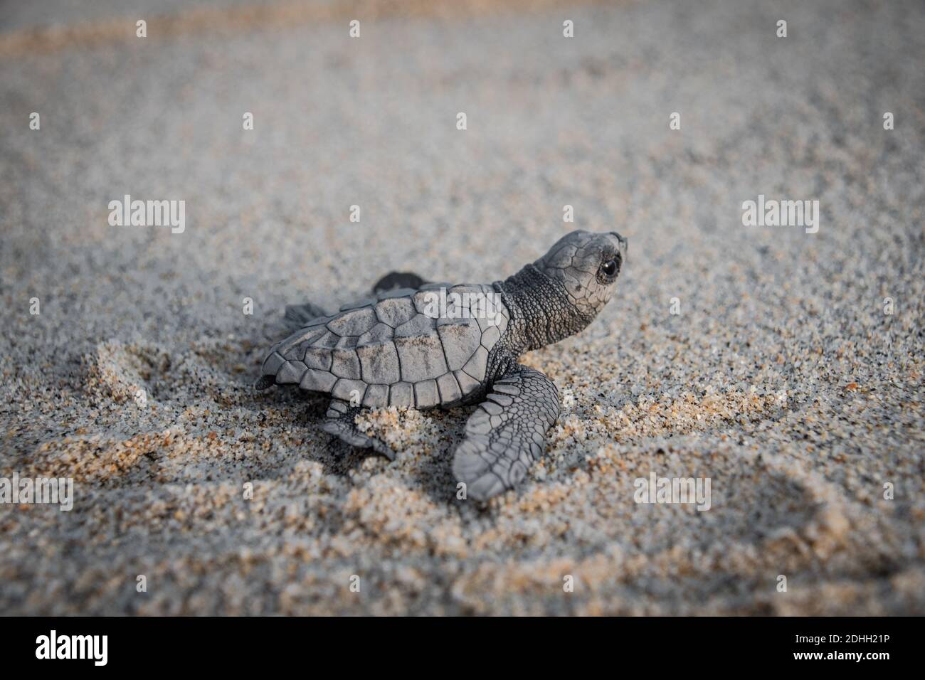 Baby turtle release Stock Photo Alamy