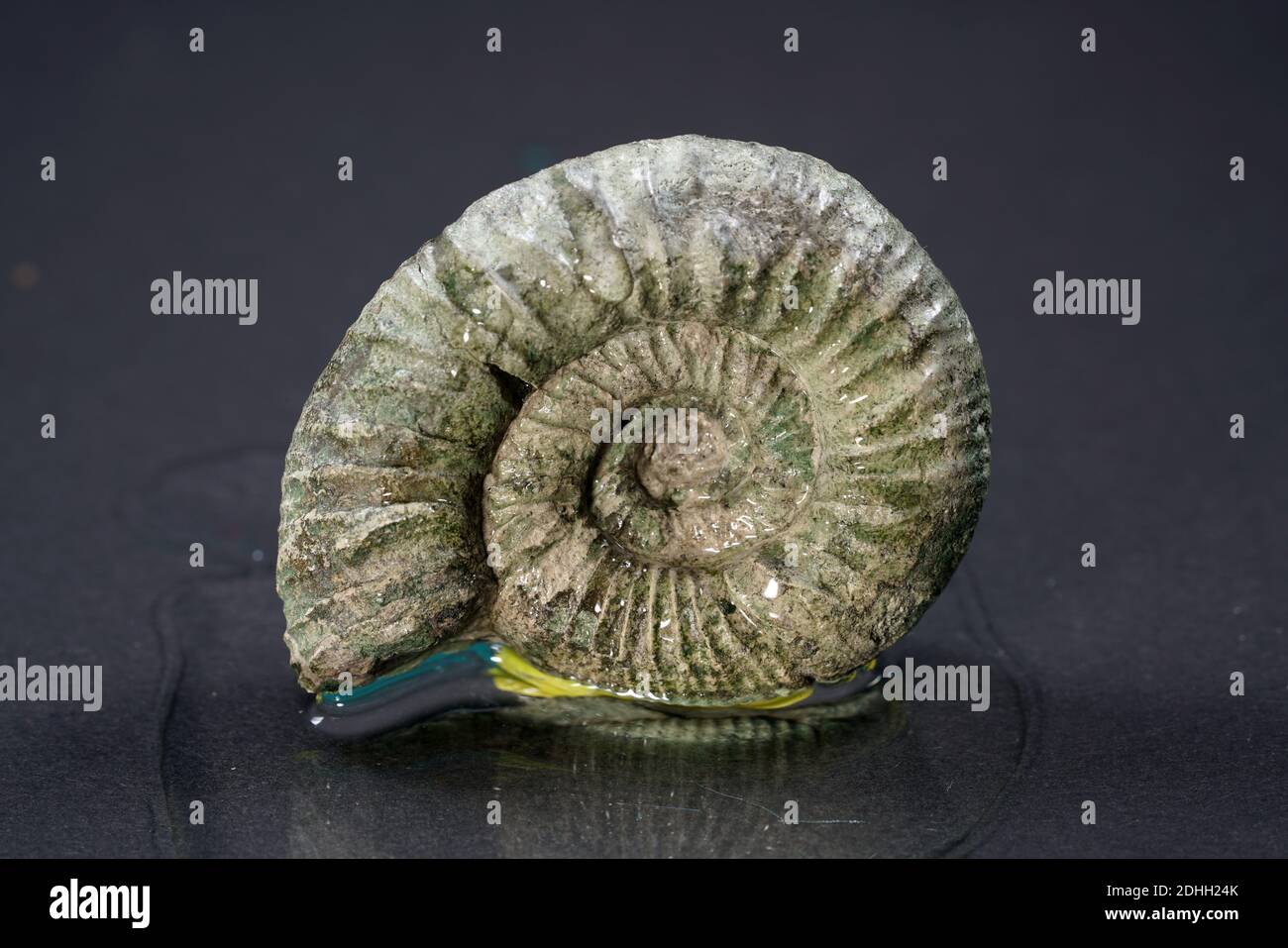 A closeup of an ammonite on the flat surfac Stock Photo