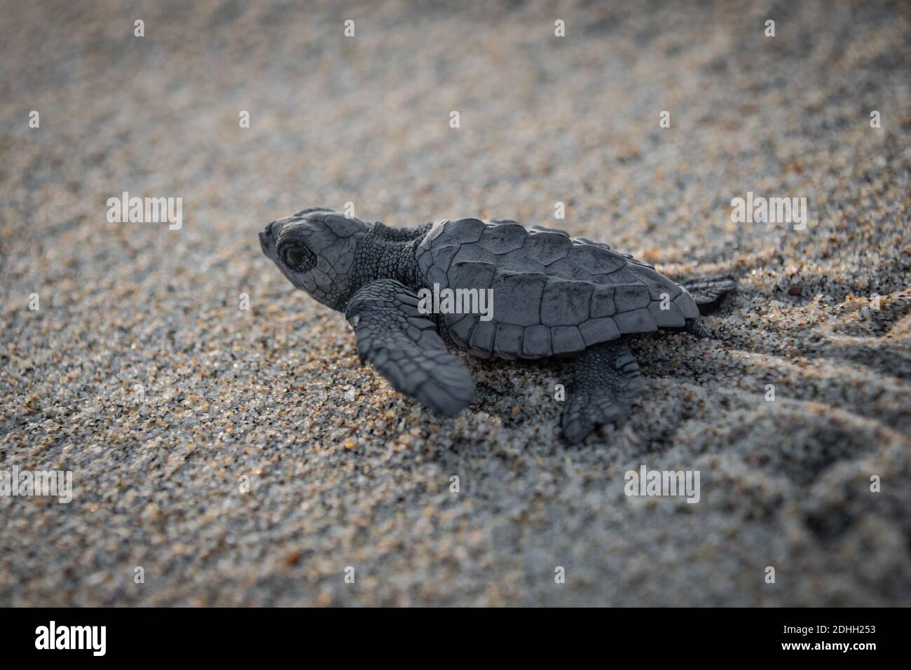 Page 3 Baby Turtle High Resolution Stock Photography And Images Alamy