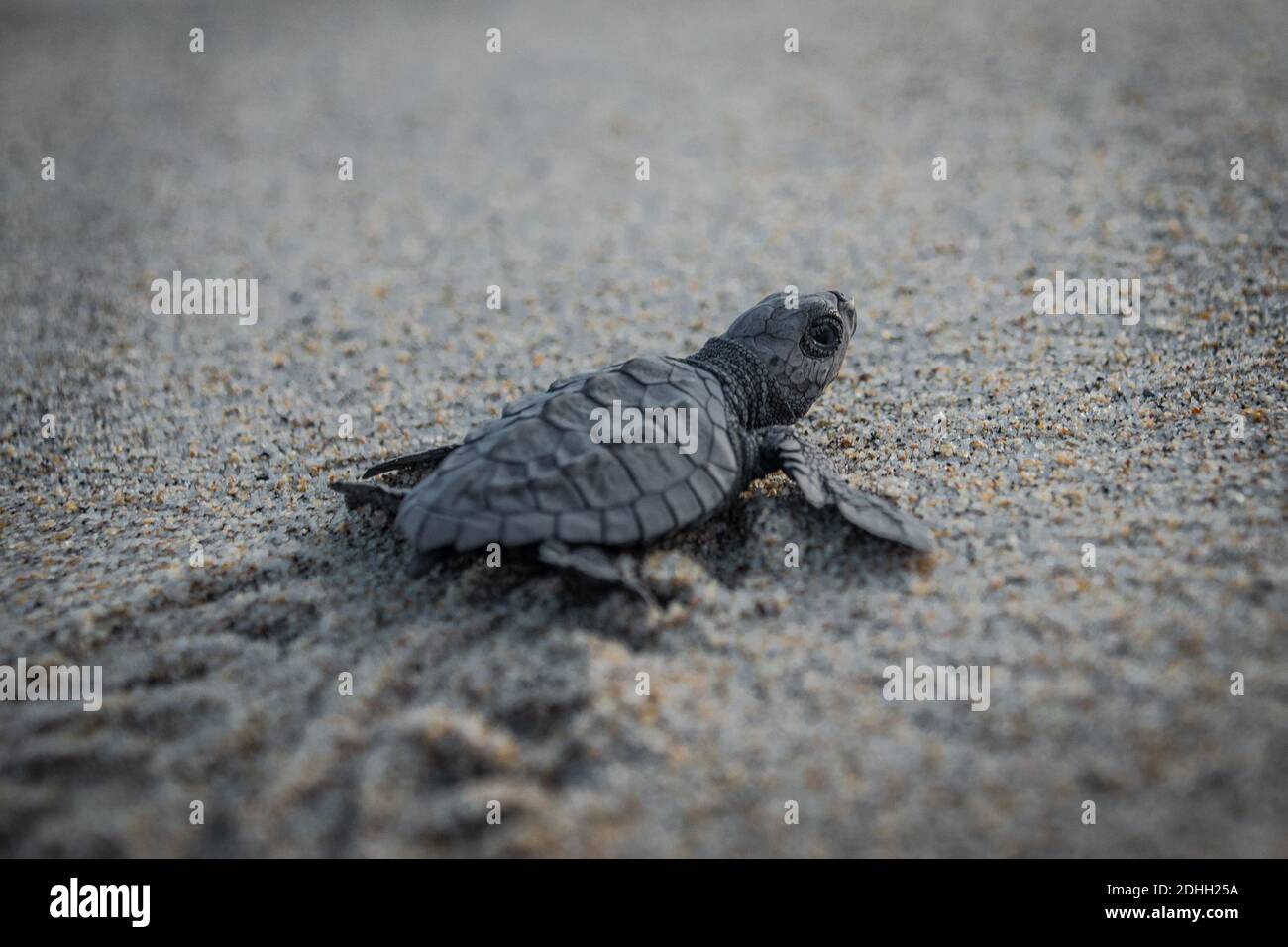 Baby turtle release Stock Photo Alamy