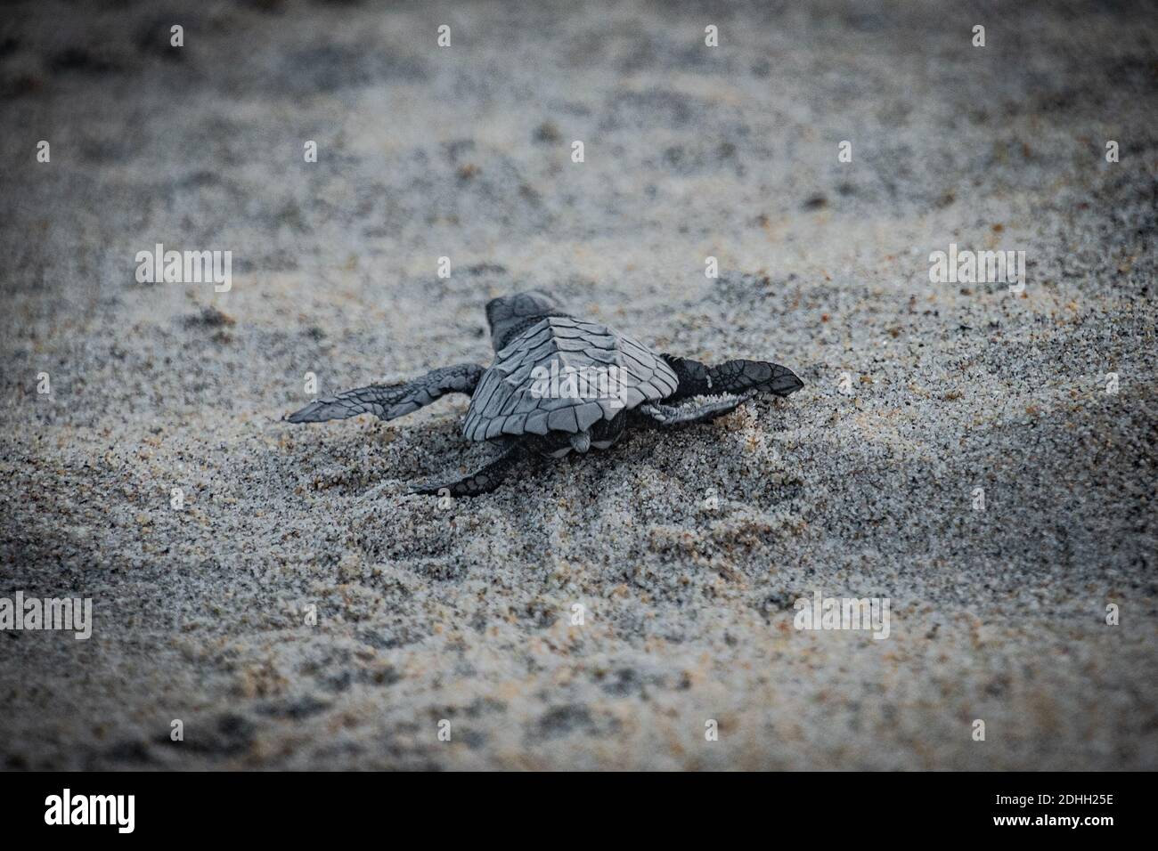 Baby turtle release Stock Photo Alamy