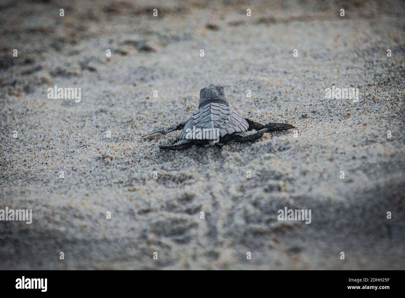 Baby turtle release Stock Photo Alamy