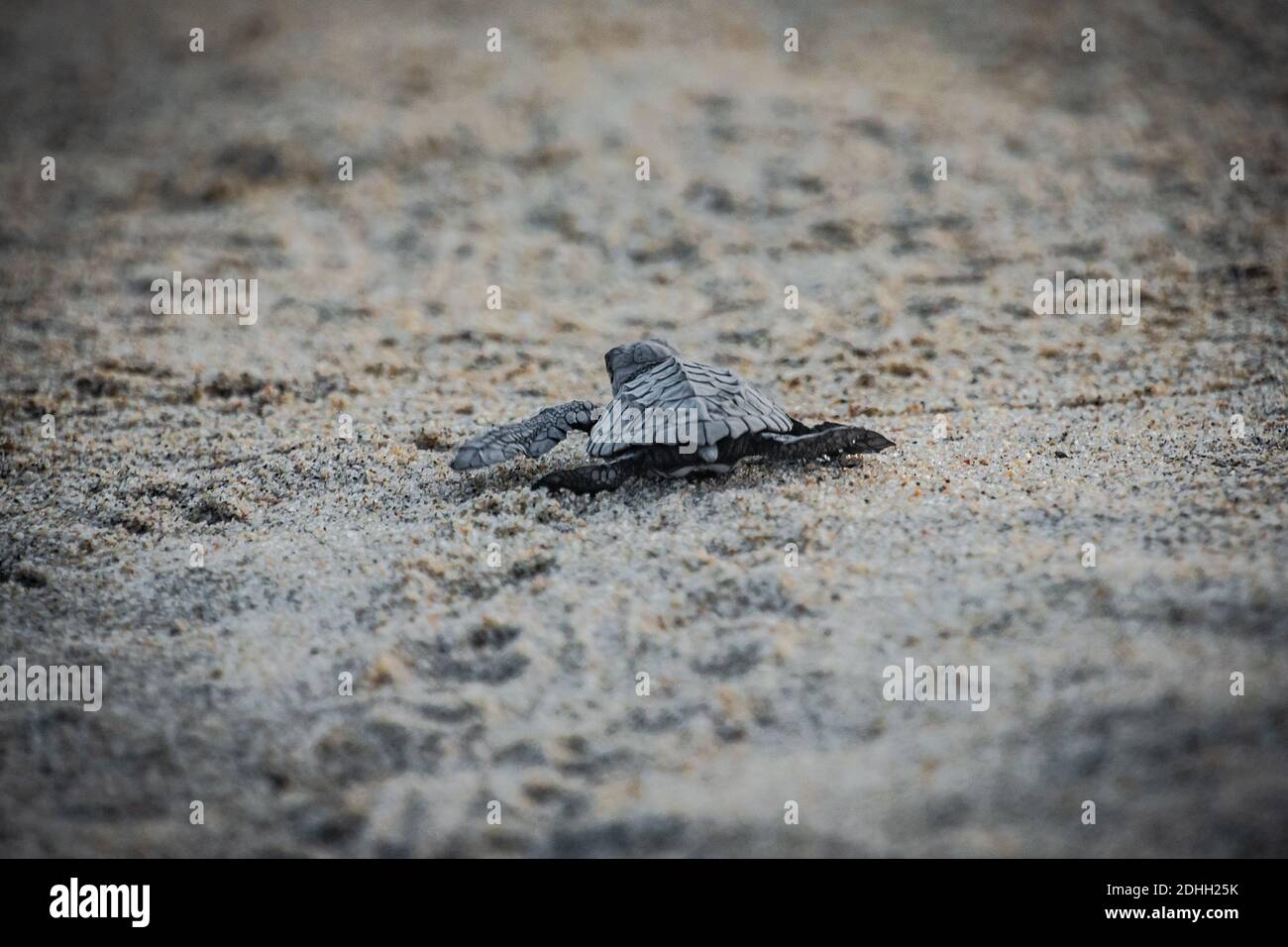 Baby turtle release Stock Photo Alamy