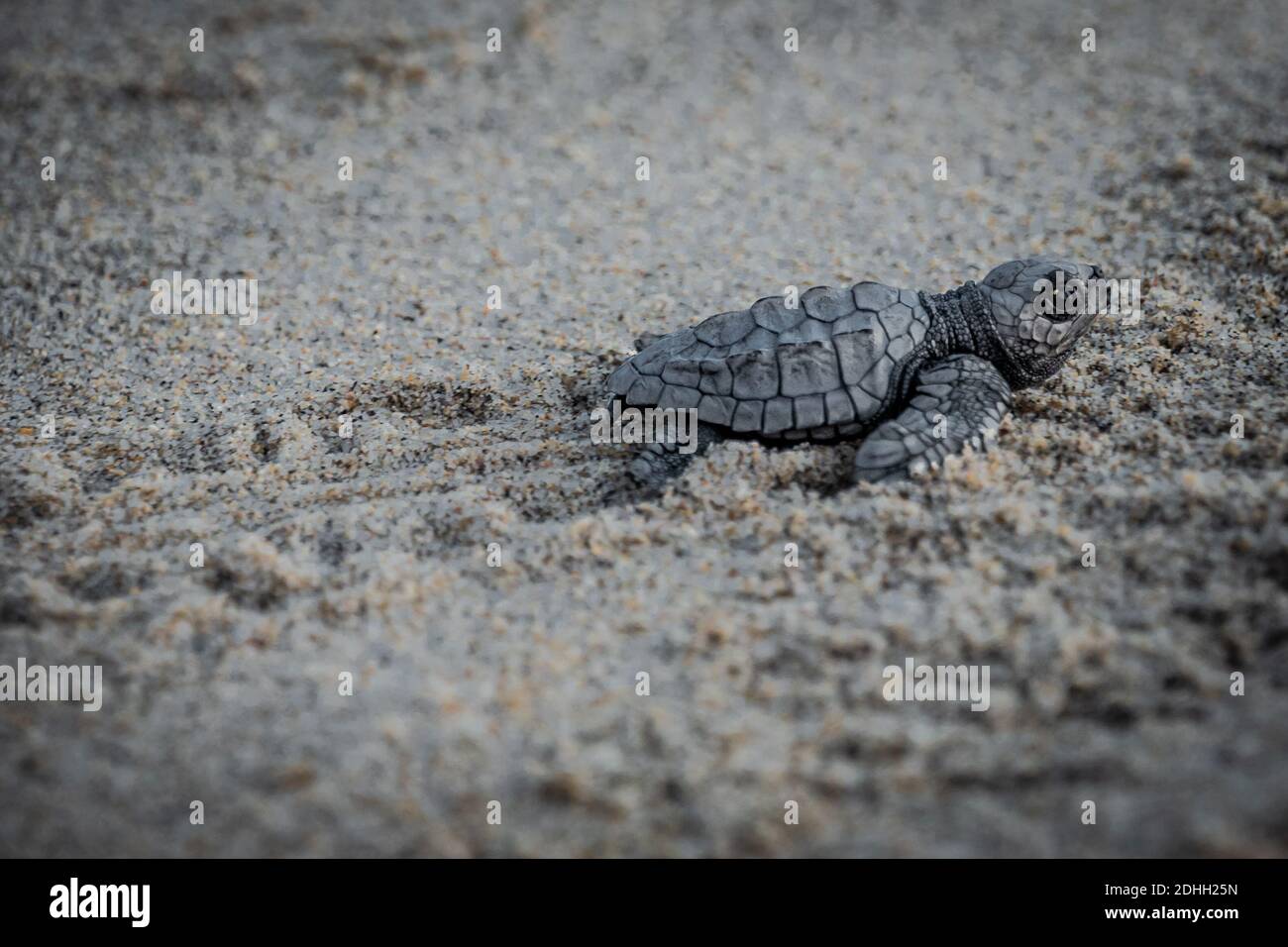 Baby turtle release Stock Photo Alamy