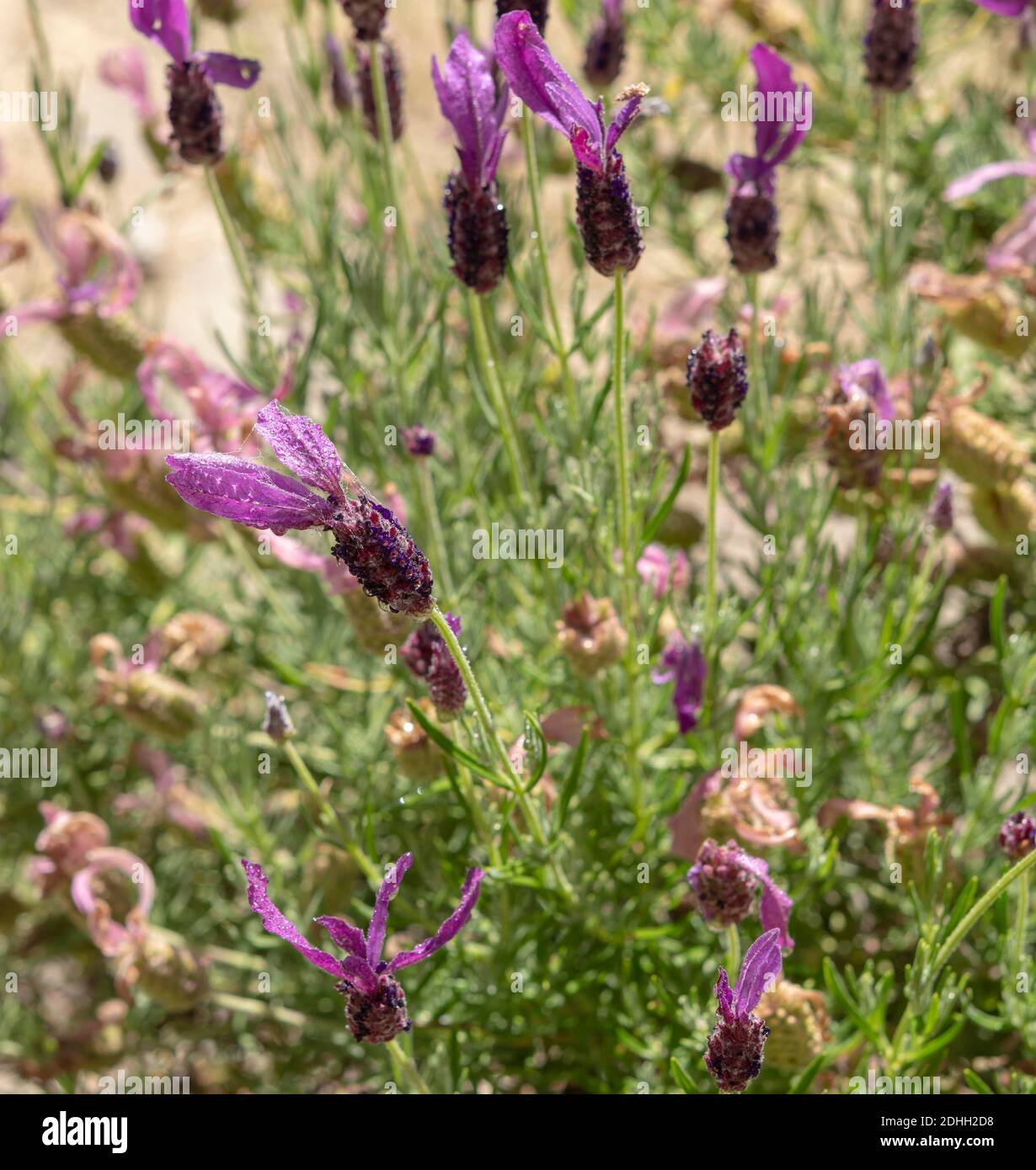Lavender in the Garden, Stock Photo