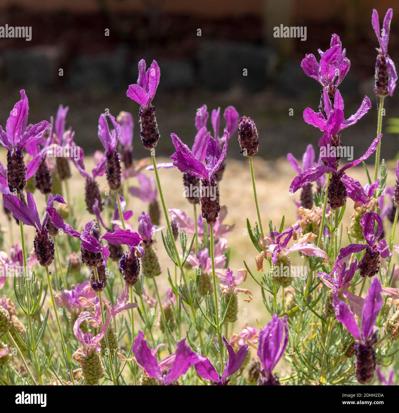 Lavender in the Garden Stock Photo Alamy