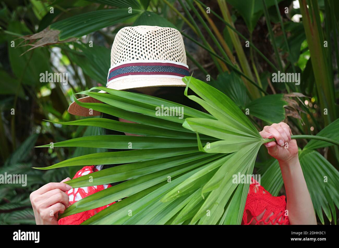 Woman in wide brim hat behind the fan-shaped leaves of Panama Hat Plant Stock Photo
