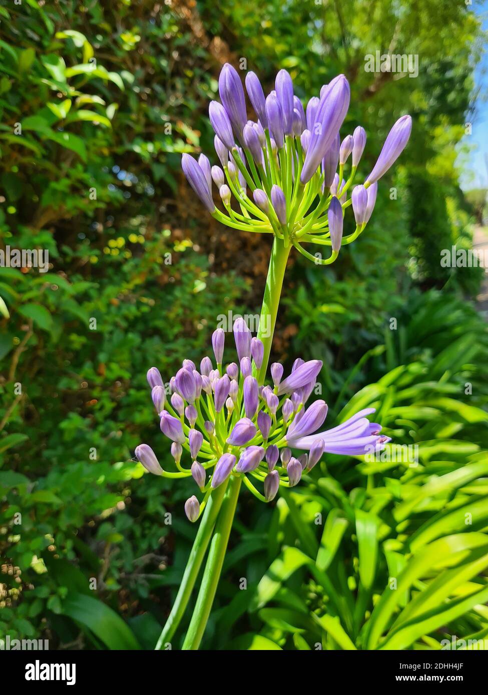 A vertical shot of agapanthus flowers in the field Stock Photo
