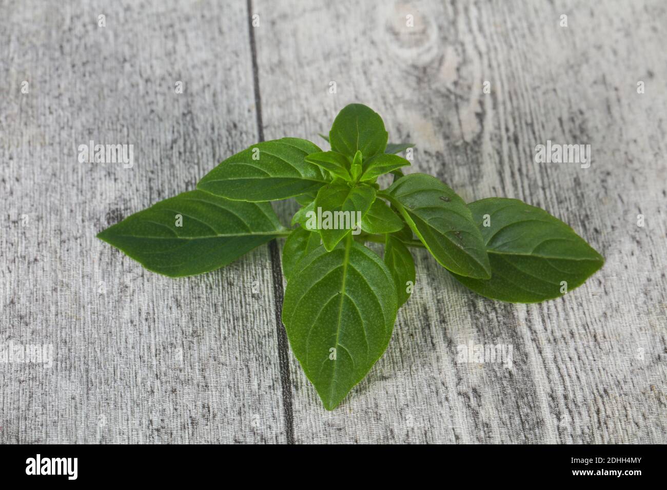 Fresh green Basil leaves herb for cooking Stock Photo Alamy
