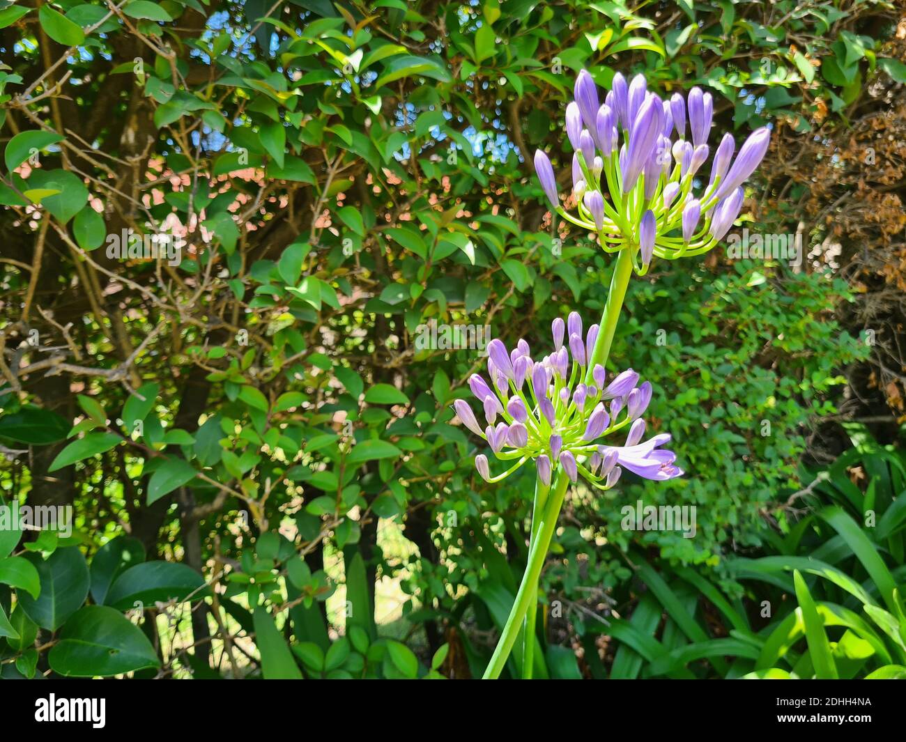A view of agapanthus flowers in the field Stock Photo