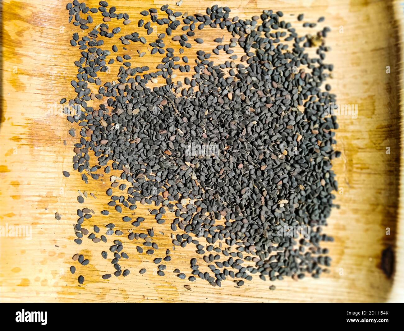 Sesame Seed Pods And Plant High Resolution Stock Photography and Images