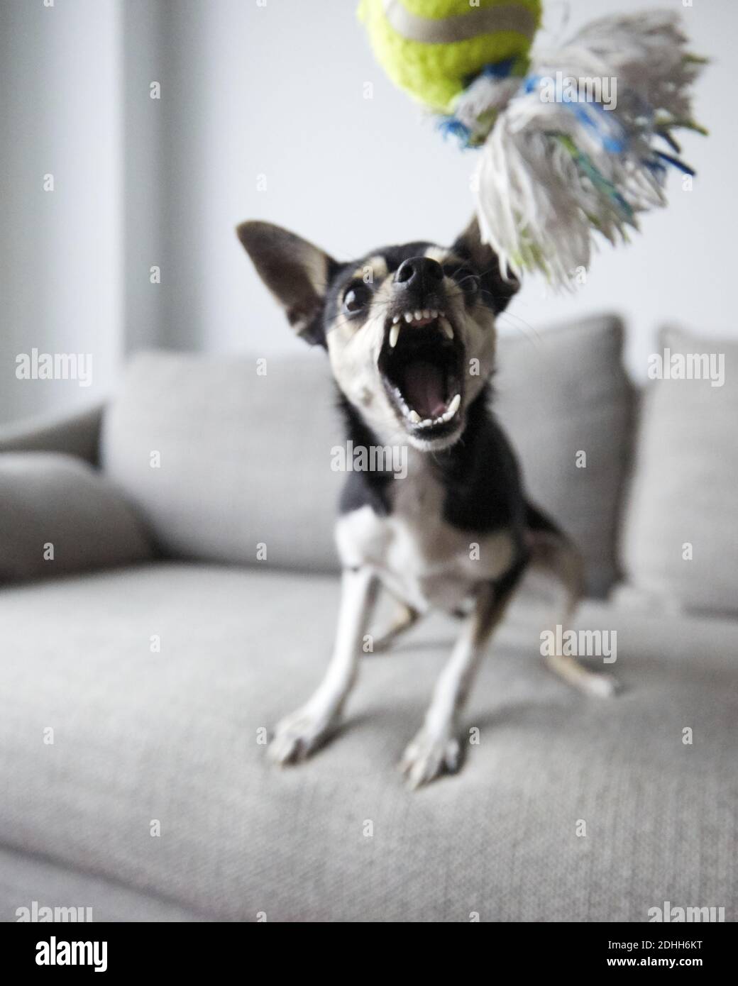 Page 2 Chihuahua Dog Angry High Resolution Stock Photography And Images Alamy Page 2 Chihuahua Dog Angry High Resolution Stock Photography And Images Alamy