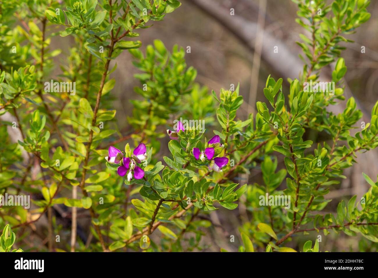 the alien species Polygala myrtfolia in Western Australia Stock Photo