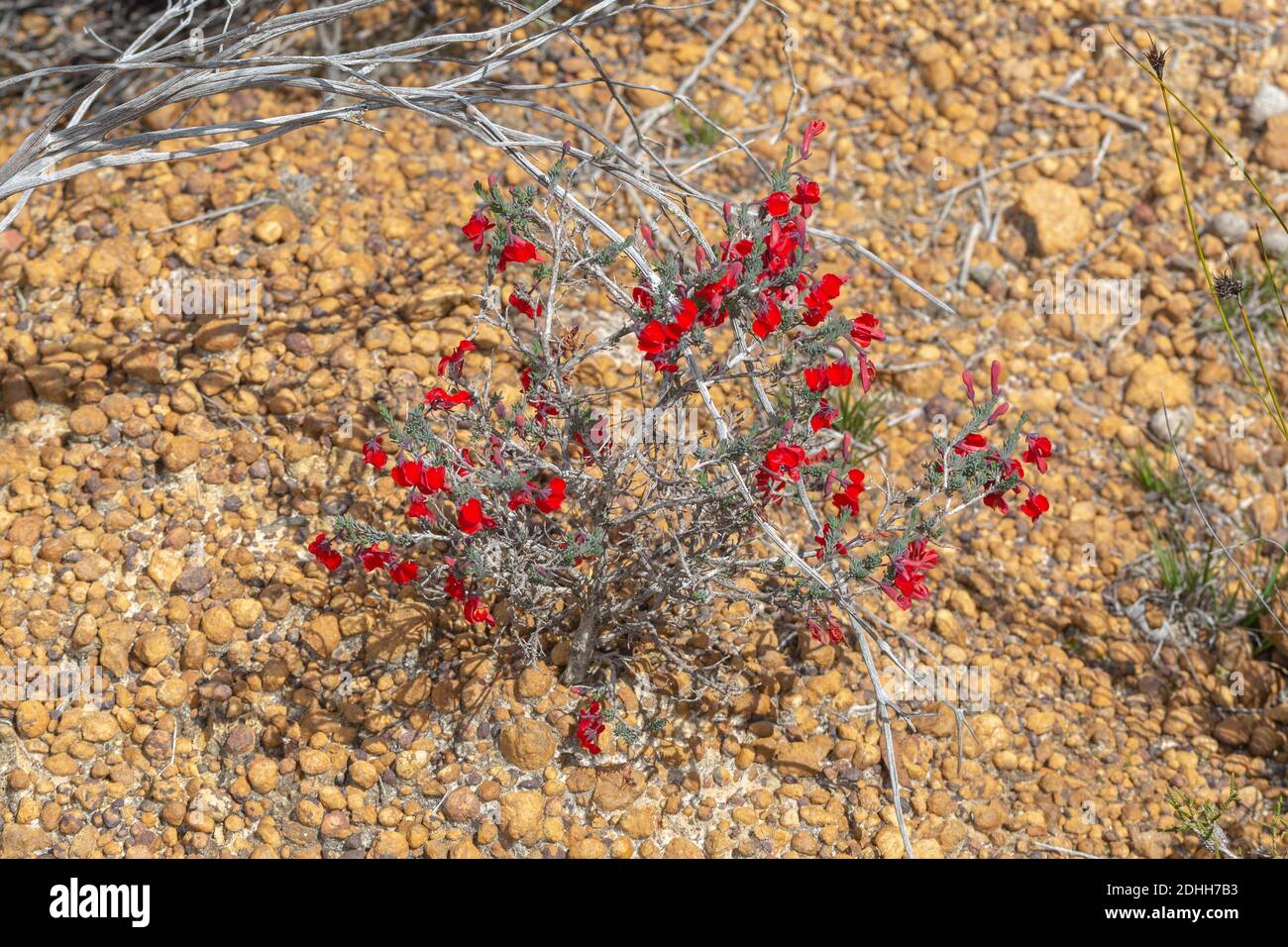 The nice red flowered endemic Lechenaultia formosa, seen in the Fitzgerald River National Park, Western Australia, view from above Stock Photo