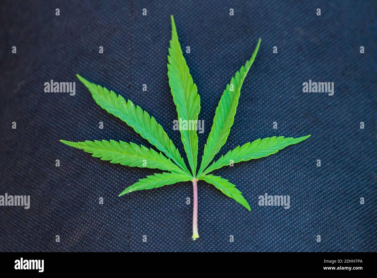 Green cannabis sativa or marijuana leaf. Legalization of illicit drugs Stock Photo