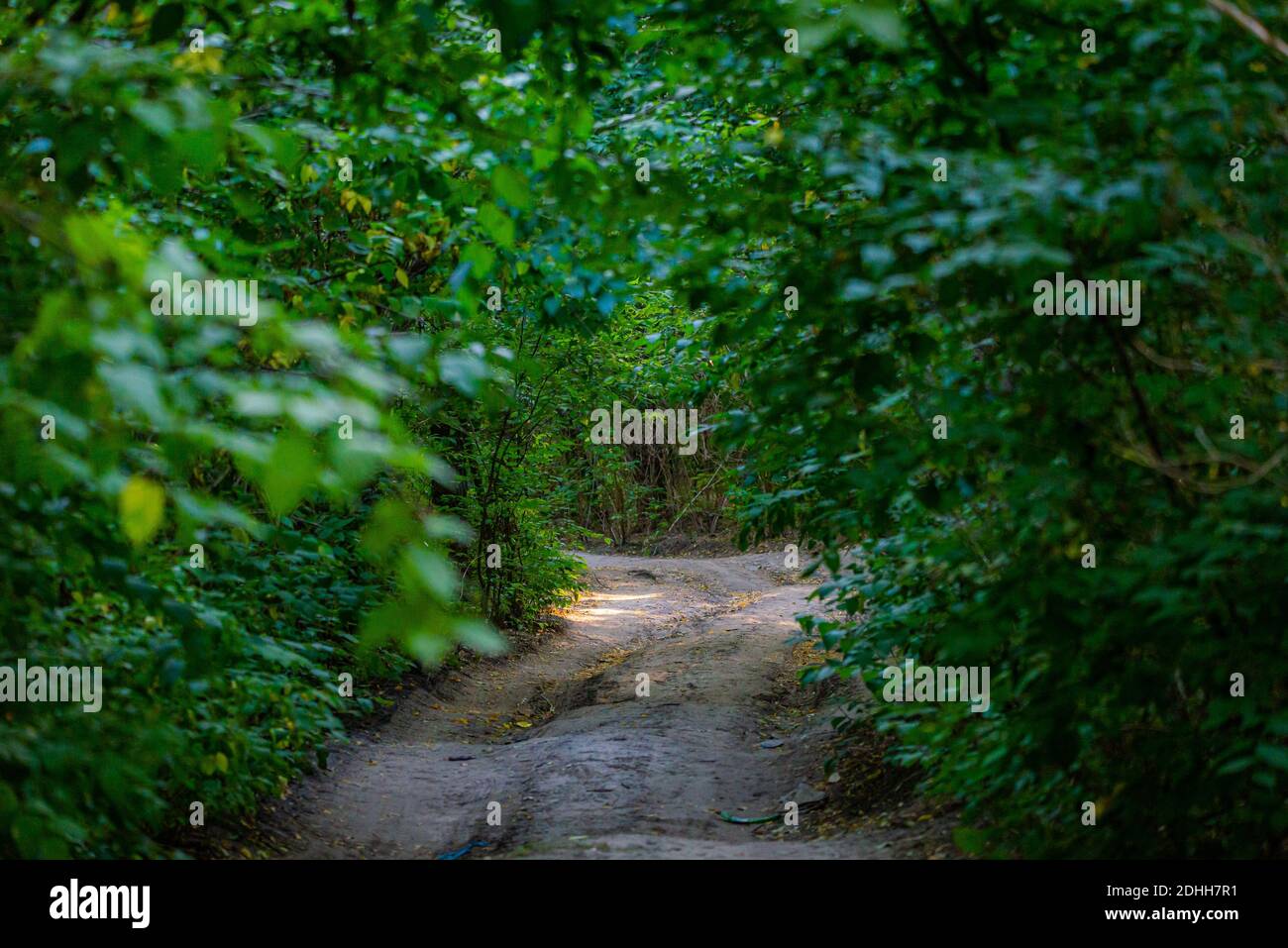 Dirt road in a forest or park among trees in a deep Stock Photo - Alamy