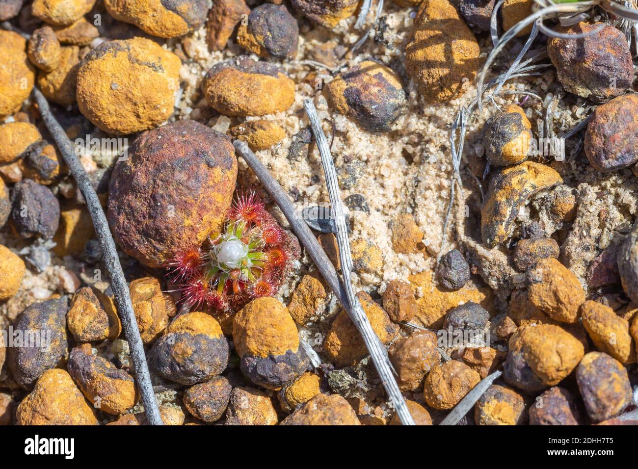 rosette growing pygmy Sundew Drosera leucoblasta west of Hopetoun, Western Australia, view from the side Stock Photo