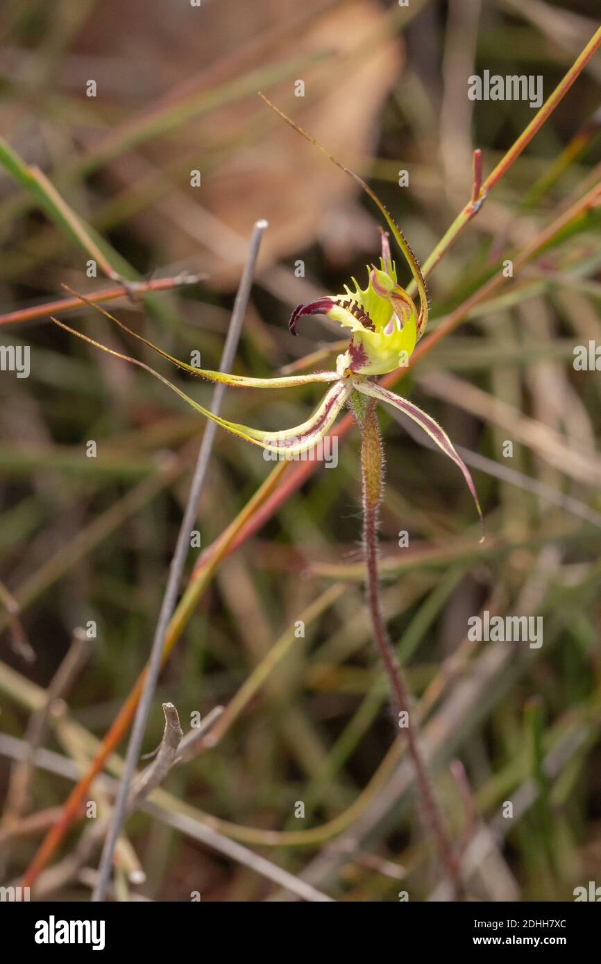 flower of a Spider Orchid (Caladenia sp.) on the Jerdacuttup Road, east of Hopetoun, frontal view Stock Photo