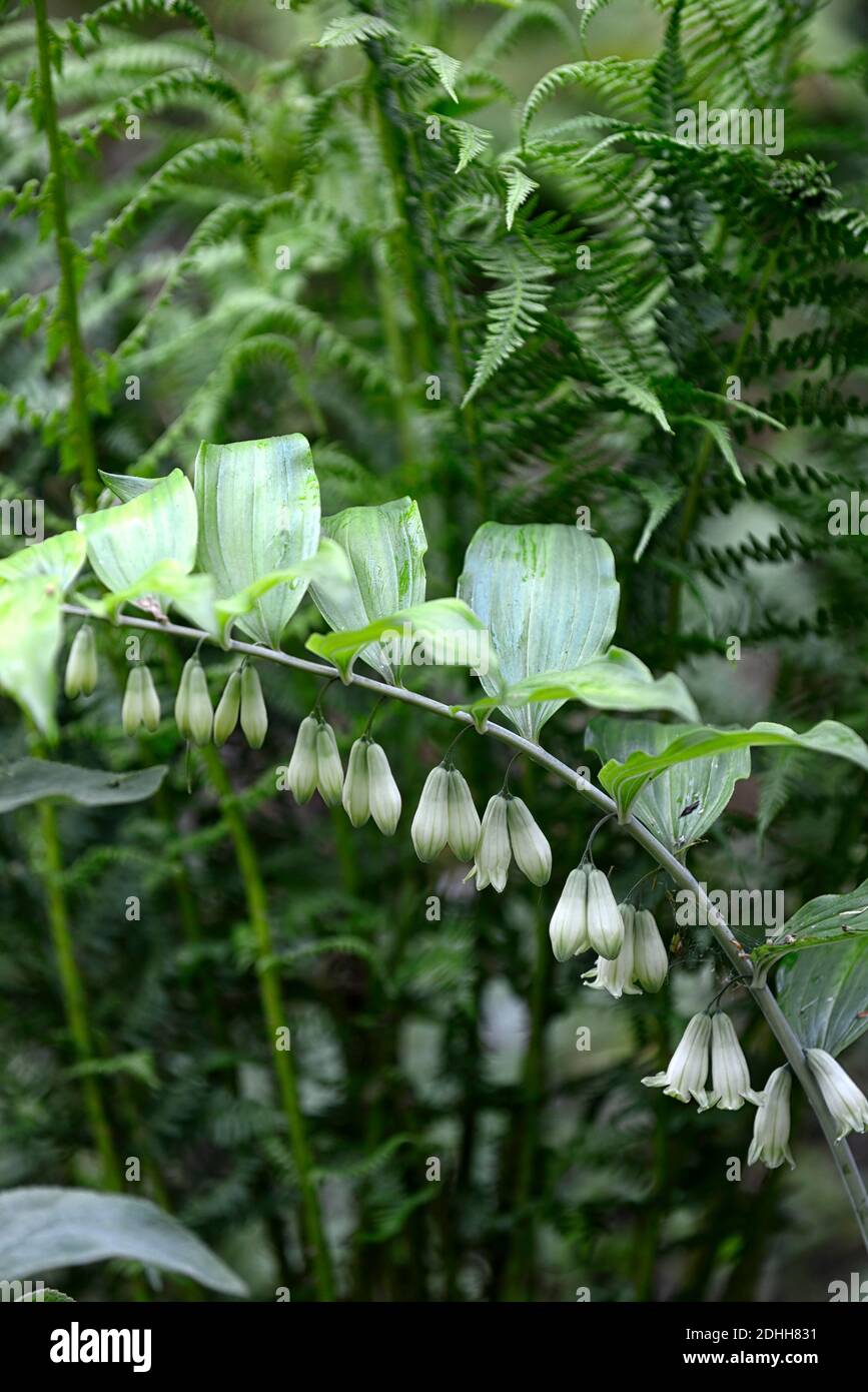 Polygonatum odoratum Ussurlland Round Leaf Stock Photo