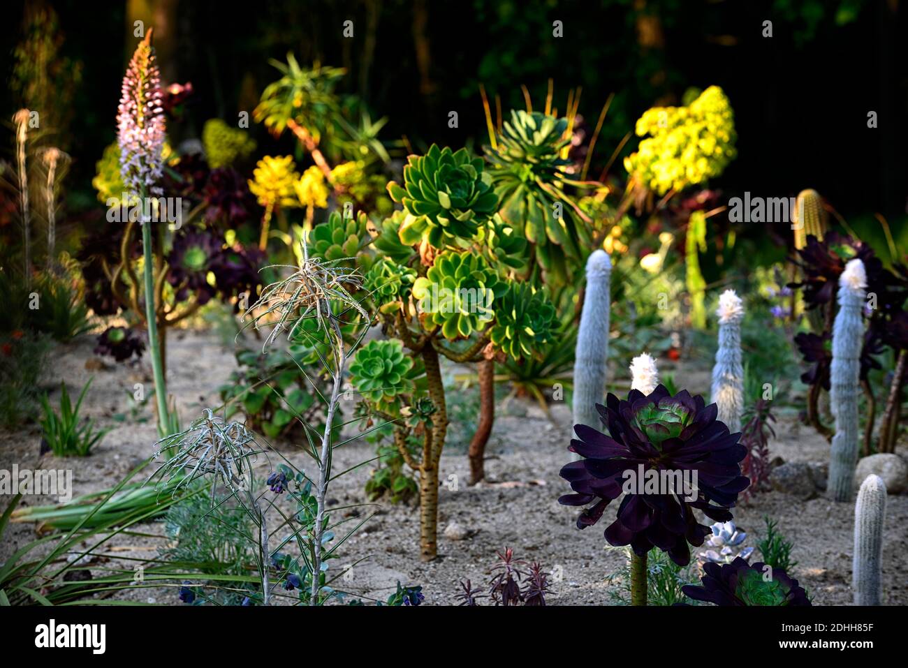 sand bed,aeonium,xeriscaping,xeriscape,Olearia lacunosa,aeonium,cleistocactus strausii,cactus,cacti,aloe,aloes,dry bed,dry garden,xeriscaping,mix,mixe Stock Photo