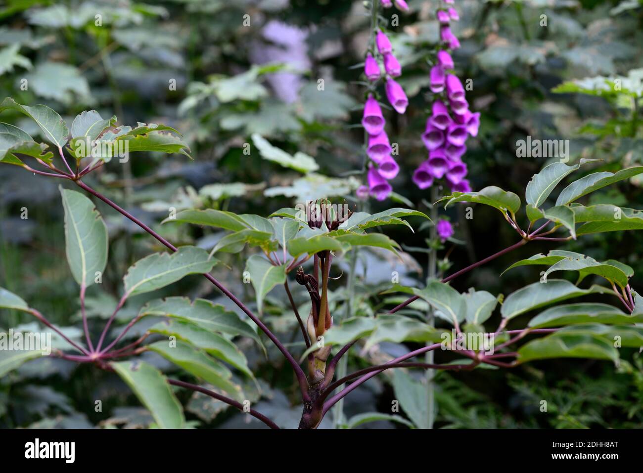 Schefflera,dark new growth,green,leaves,foliage,tropical,exotic,plant,new growth,green grey foliage,green grey leaves,evergreen foliage,RM Floral Stock Photo