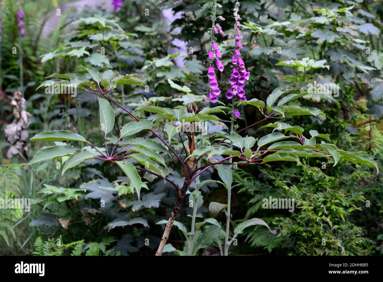 Schefflera,dark new growth,green,leaves,foliage,tropical,exotic,plant,new growth,green grey foliage,green grey leaves,evergreen foliage,RM Floral Stock Photo