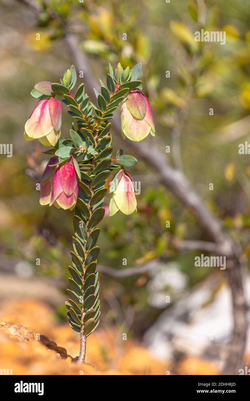 yellow/red flower of the Qallup Bell (Pimelea physodes) in the Fitzgerald River Nationalpark, Western Australia, frontal view Stock Photo
