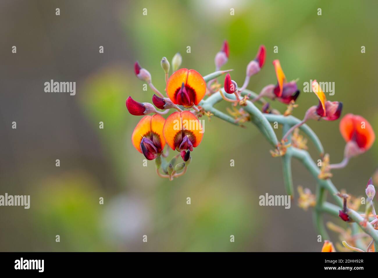 orange flowered Fabaceae in the Fitzgerald River Nationalpark east of Hopetoun, Western Australia Stock Photo