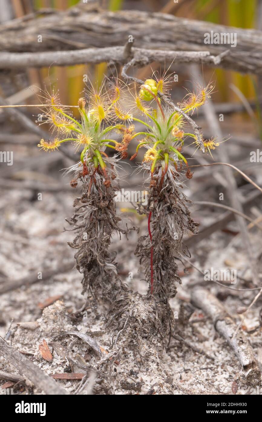 The carnivorous plant Drosera scorpioides in the Fitzgerald River National Park, west of Hopetoun, Western Australia, view from the side Stock Photo