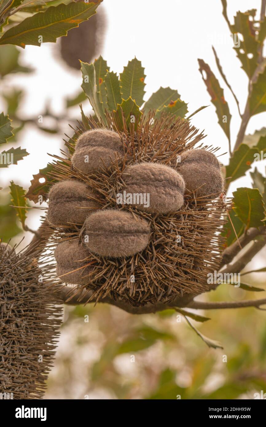 Fruits of a Banksia sp. in the Fitzgerald River Nationalpark close to Hopetoun in Western Australia Stock Photo