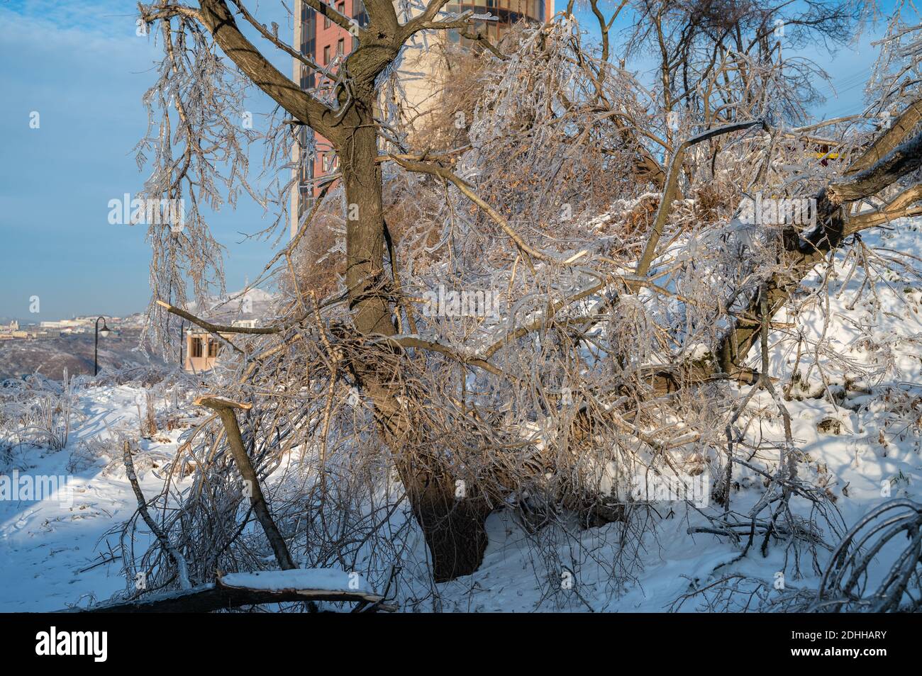 Freezing Ran Trees Broken tree trunk and branches after a freezing rain Stock Photo - Alamy