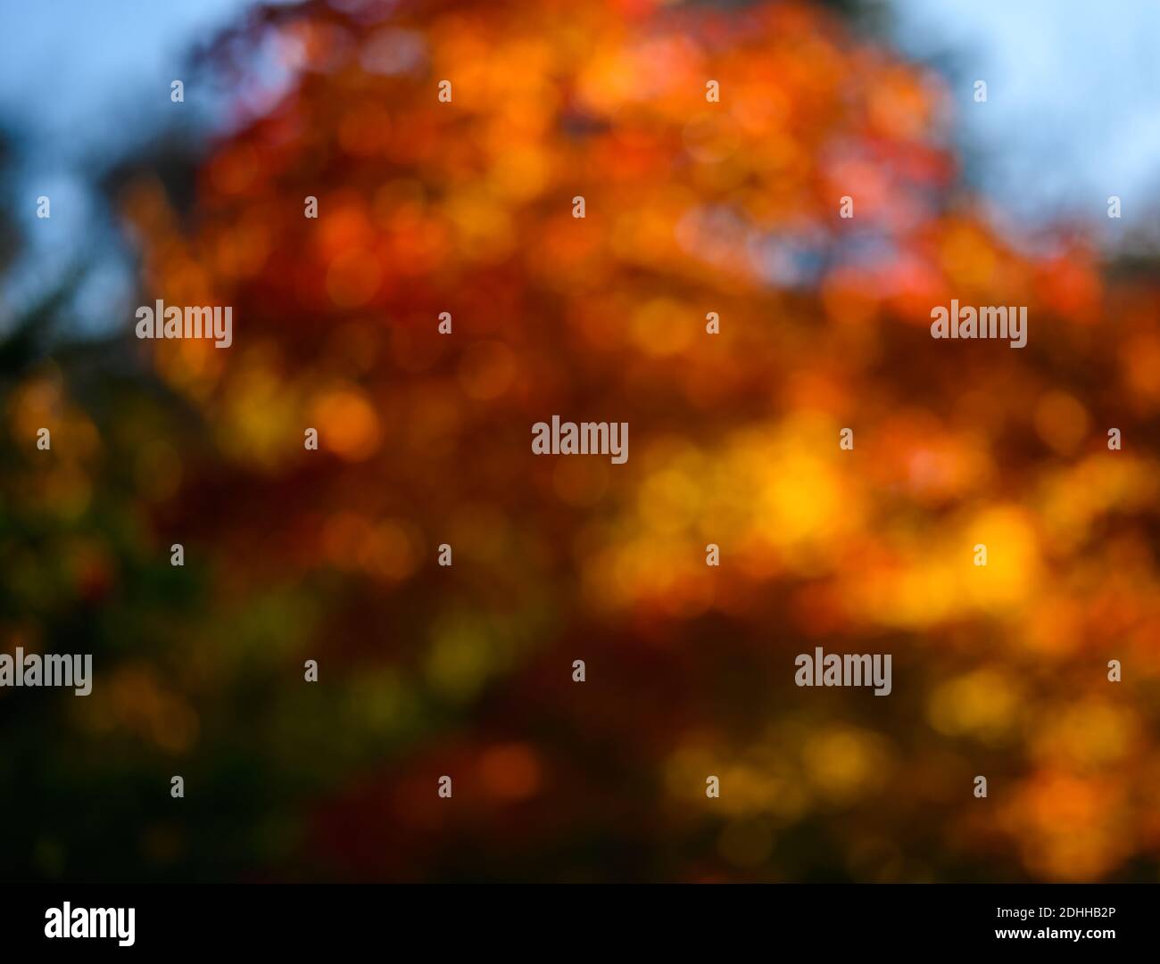In the autumn forest. Abstract circular bokeh background. Stock Photo