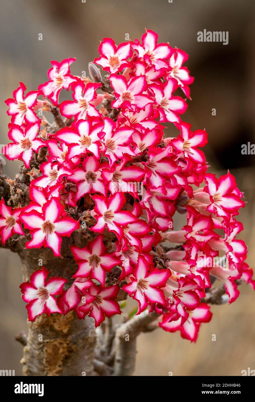 Impala Lily (Adenium multiflorum) in Kruger National Park in South Africa Stock Photo