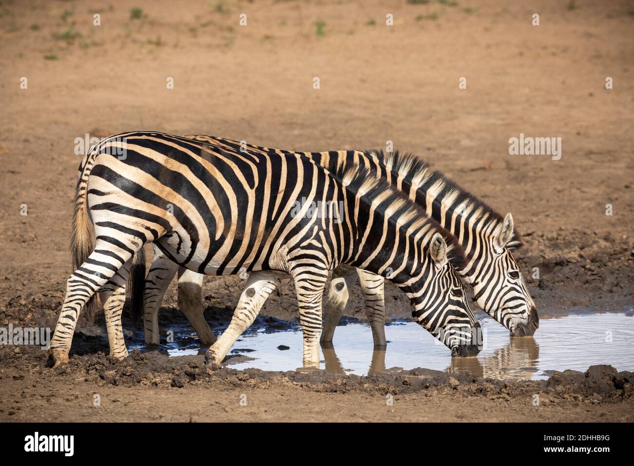 Two adult zebras standing at the edge of a waterhole drinking water in Kruger Park in South Africa Stock Photo